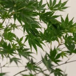 Acer Palmatum ‘Aoyagi’ 8 Acer Palmatum ‘Aoyagi’ -Plant Discount Store A 18652 60100fbee5c03 1