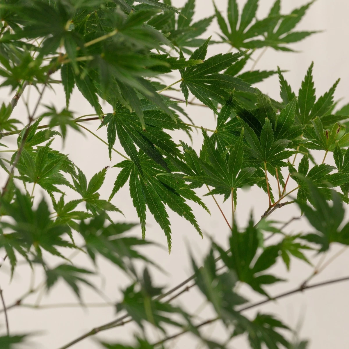 Acer Palmatum ‘Aoyagi’ 4 Acer Palmatum ‘Aoyagi’ - Image 4