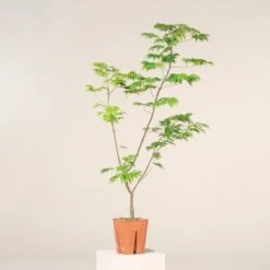 Acer Palmatum ‘Aoyagi’ 9 Acer Palmatum ‘Aoyagi’ -Plant Discount Store A 18652 6044d9033b82f