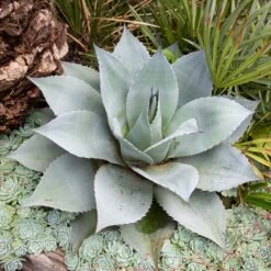 Agave Ovatifolia 15 Agave Ovatifolia -Plant Discount Store Agave Ovatifolia 1 scaled 1