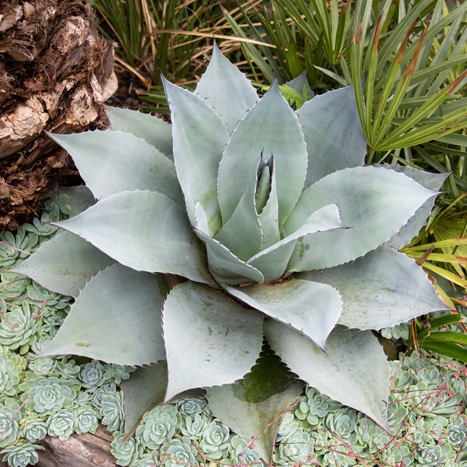 Agave Ovatifolia 7 Agave Ovatifolia - Image 7
