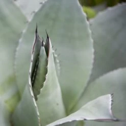 Agave Ovatifolia 11 Agave Ovatifolia -Plant Discount Store Agave Ovatifolia 3 scaled 1