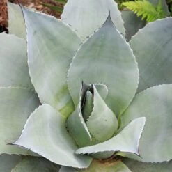 Agave Ovatifolia 12 Agave Ovatifolia -Plant Discount Store Agave Ovatifolia 4 scaled 1