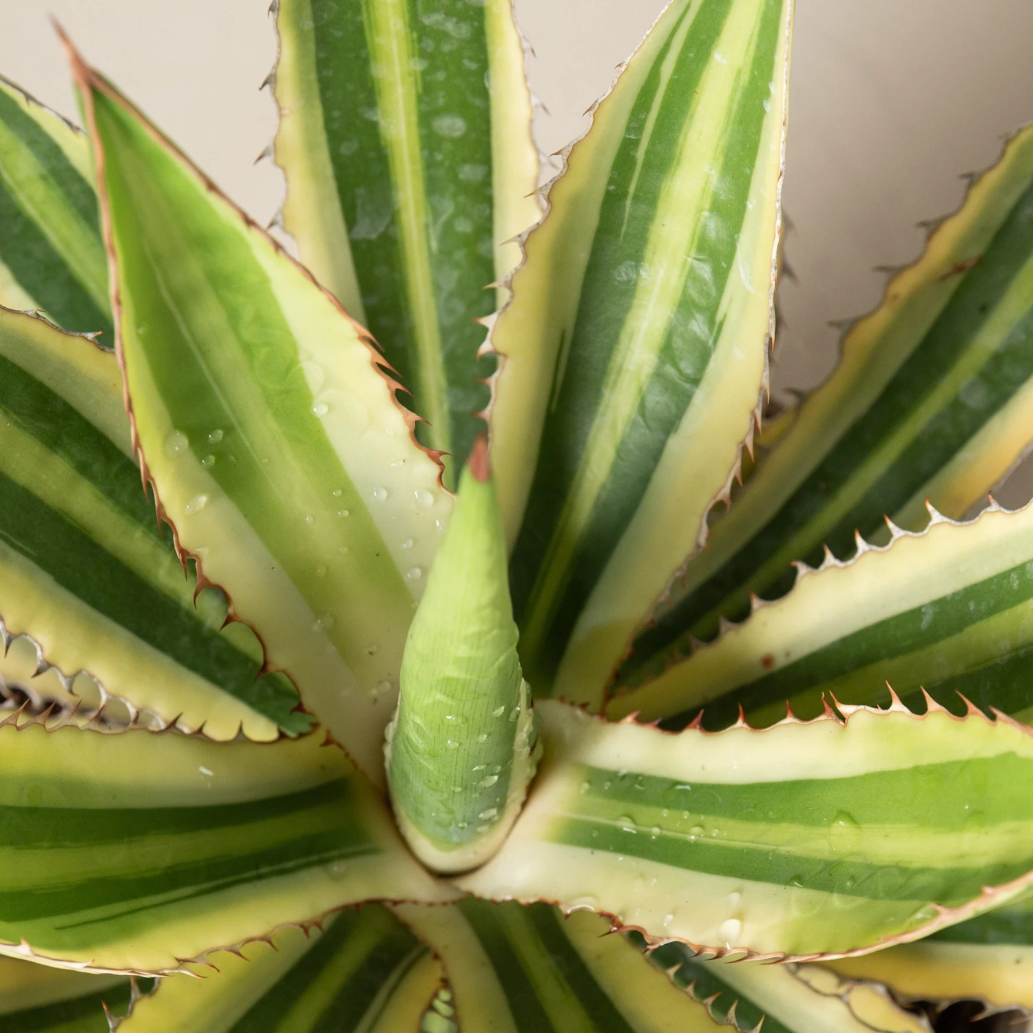 Agave Lophantha 2 Agave Lophantha - Image 2