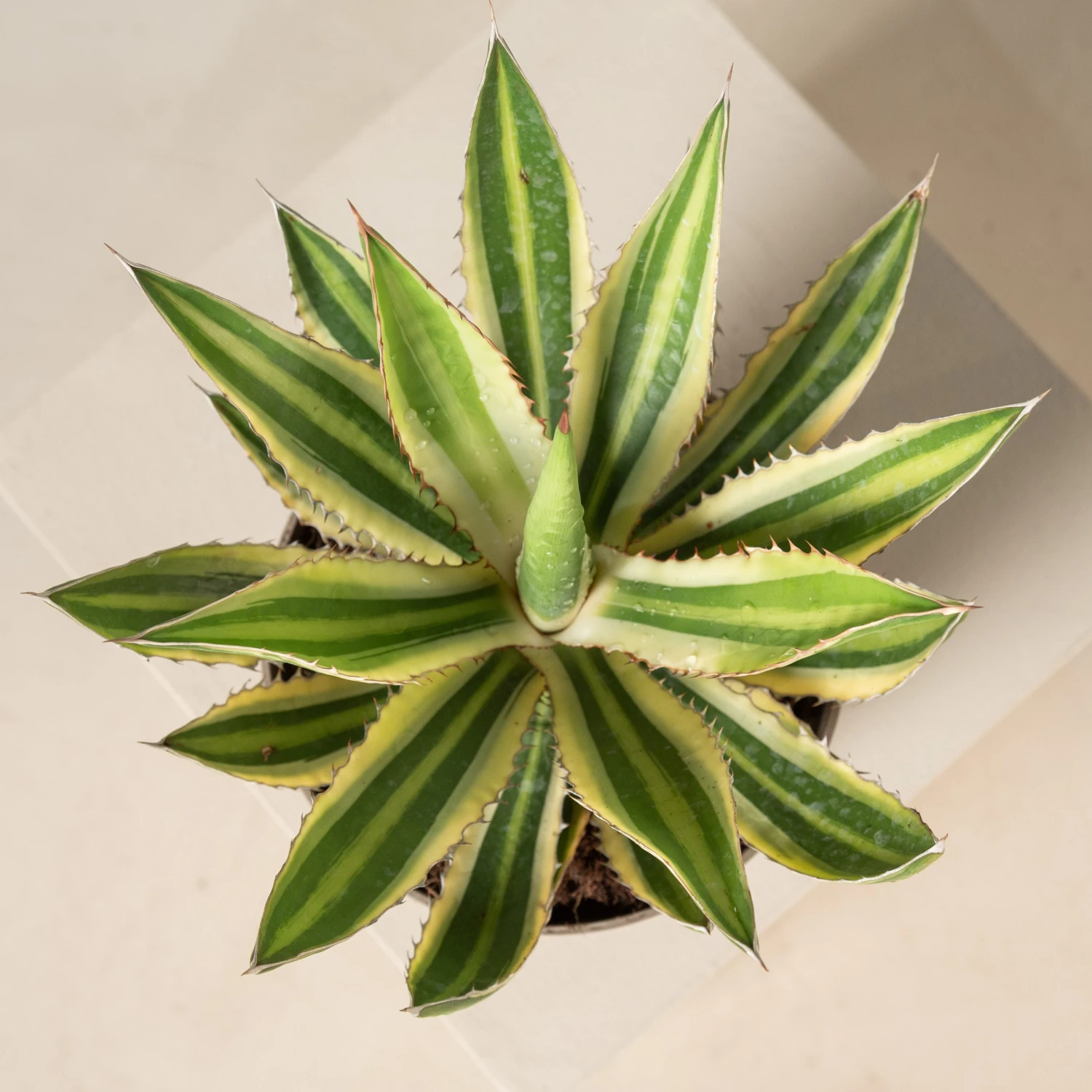 Agave Lophantha 4 Agave Lophantha - Image 4