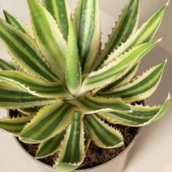 Agave Lophantha 12 Agave Lophantha -Plant Discount Store Agave lophantha ALO 2 4 scaled 1