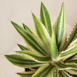 Agave Lophantha 13 Agave Lophantha -Plant Discount Store Agave lophantha ALO 2 5 scaled 1