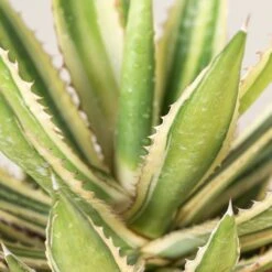 Agave Lophantha 14 Agave Lophantha -Plant Discount Store Agave lophantha ALO 2 6 scaled 1