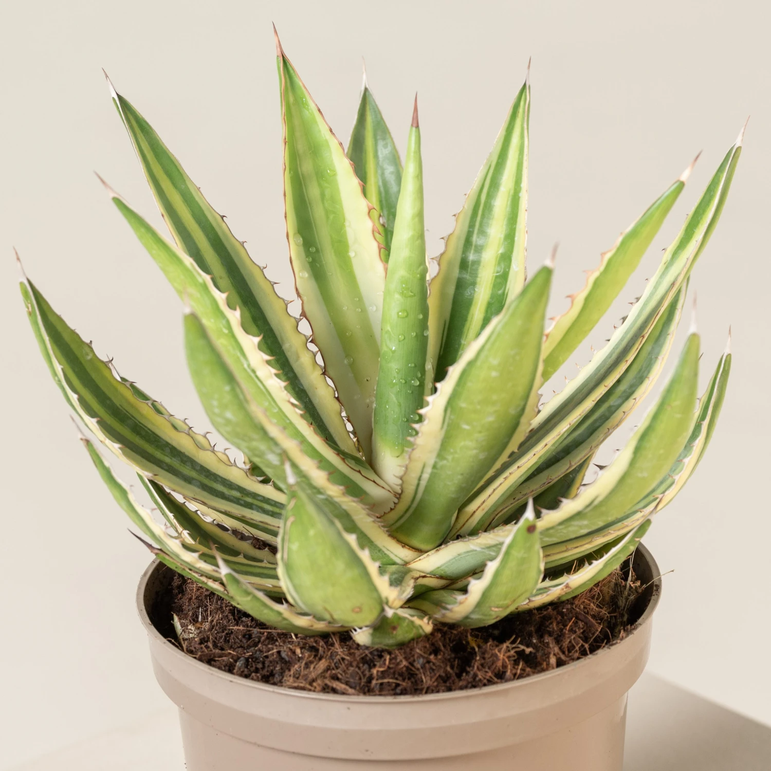 Agave Lophantha 8 Agave Lophantha - Image 8