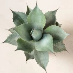 Agave Ovatifolia 16 Agave Ovatifolia -Plant Discount Store Agave ovatifolia AOV 1 scaled 1