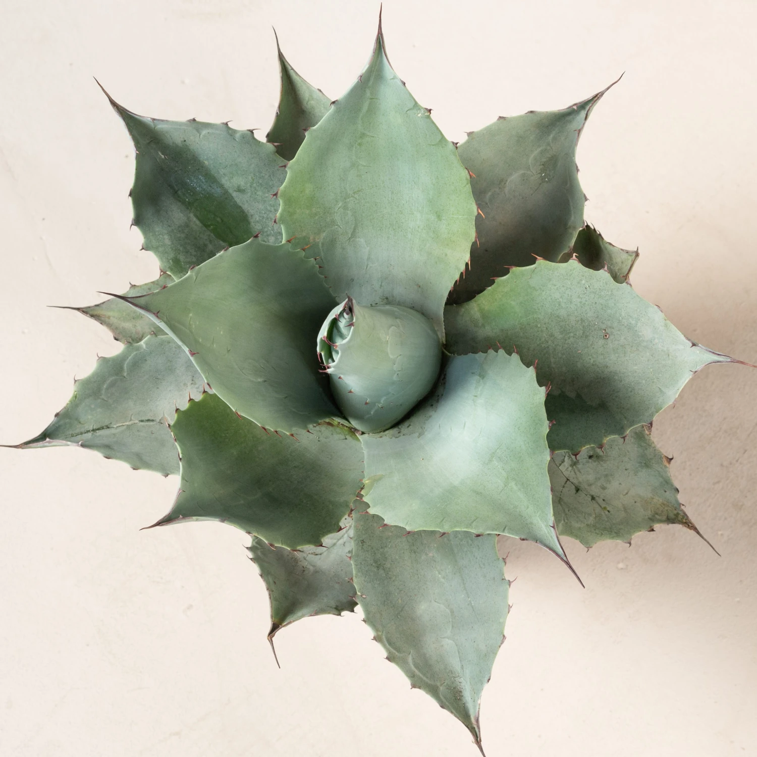 Agave Ovatifolia 8 Agave Ovatifolia - Image 8