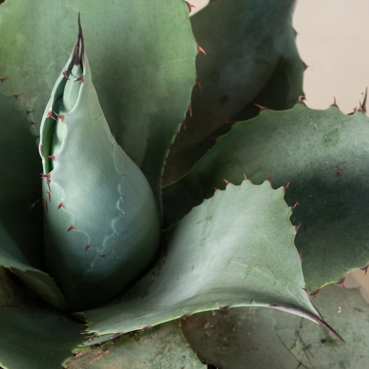 Agave Ovatifolia 9 Agave Ovatifolia - Image 9