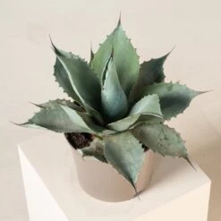 Agave Ovatifolia 13 Agave Ovatifolia -Plant Discount Store Agave ovatifolia AOV 4 scaled 1