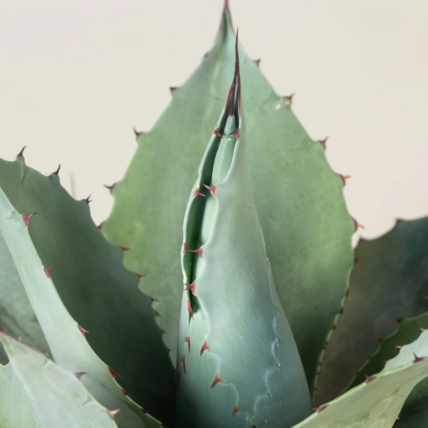 Agave Ovatifolia 6 Agave Ovatifolia - Image 6