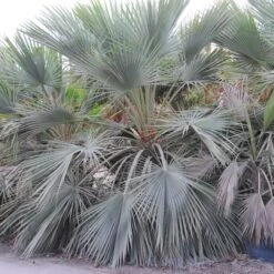 Brahea Armata -Plant Discount Store BAR 4 scaled 1