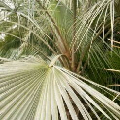 Brahea Armata -Plant Discount Store BAR 5 scaled 1