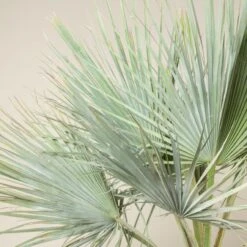 Brahea Armata -Plant Discount Store BAR 90 2 scaled 1