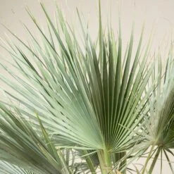 Brahea Armata -Plant Discount Store BAR 90 3 scaled 1