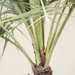 Brahea Armata -Plant Discount Store BAR 90 4 scaled 1