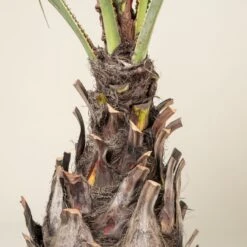 Brahea Armata -Plant Discount Store BAR 90 5 scaled 1