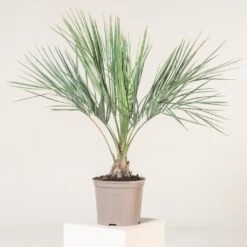 Butia Odorata -Plant Discount Store BCA 71