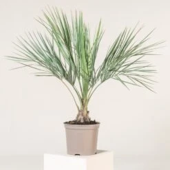 Butia Odorata -Plant Discount Store BCA 60a93fbb0f801 1