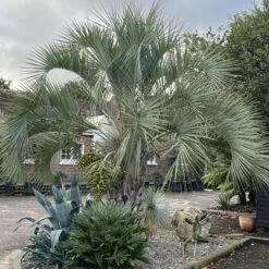 Butia Odorata -Plant Discount Store BCA 60a93fbe8a4d7