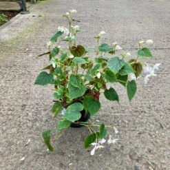 Begonia Grandis Subsp. Sinensis ‘Snowpop’