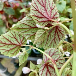 Begonia Grandis Subsp. Sinensis ‘Snowpop’ -Plant Discount Store BSN 62186866ac8d4