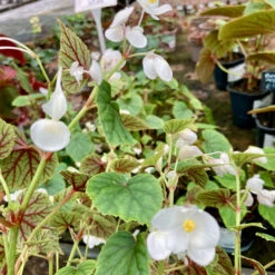 Begonia Grandis Subsp. Sinensis ‘Snowpop’ -Plant Discount Store BSN 62186868c893e