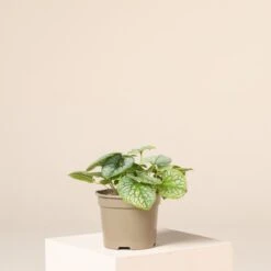 Brunnera Macrophylla âJack Frostâ