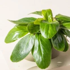 Bergenia Cordifolia ‘Pink Ice’ 8 Bergenia Cordifolia ‘Pink Ice’ -Plant Discount Store B 18638 600ff209256d4 1