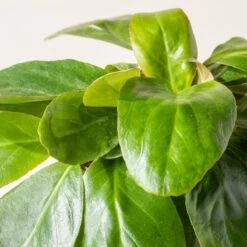 Bergenia Cordifolia ‘Pink Ice’ 9 Bergenia Cordifolia ‘Pink Ice’ -Plant Discount Store B 18638 600ff20b12d57 1