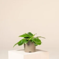 Bergenia Cordifolia ‘Pink Ice’ 7 Bergenia Cordifolia ‘Pink Ice’ -Plant Discount Store B 18638 602663d5f2017