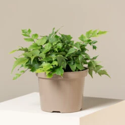 Cyrtomium Fortunei ‘Clivicola’