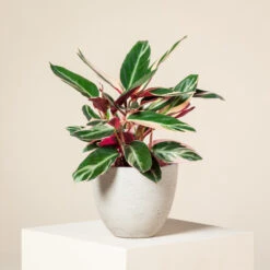 Stromanthe Sanguinea ‘Triostar’ 6 Stromanthe Sanguinea ‘Triostar’ -Plant Discount Store CEI 1