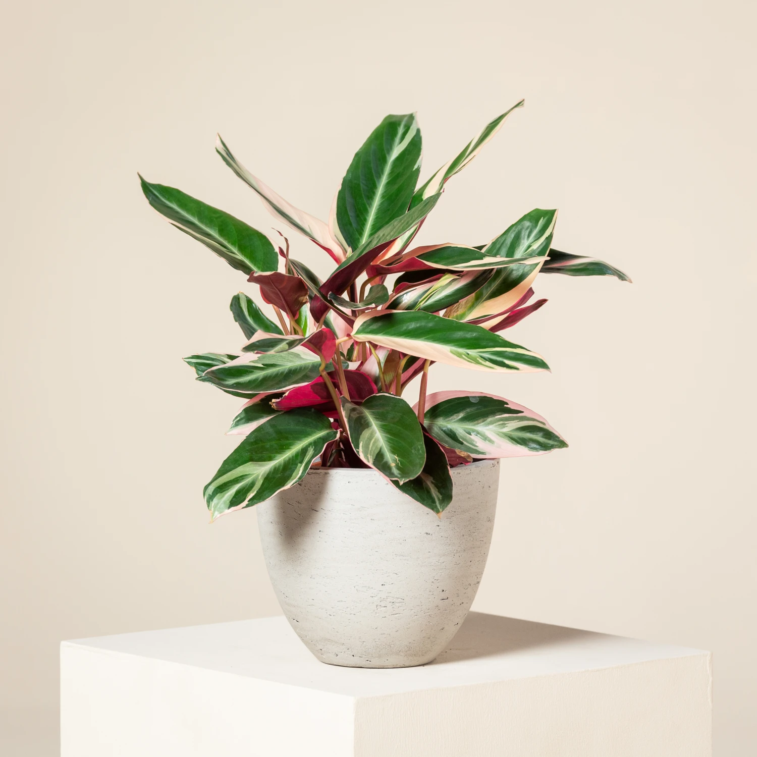 Stromanthe Sanguinea ‘Triostar’ 3 Stromanthe Sanguinea ‘Triostar’ - Image 3