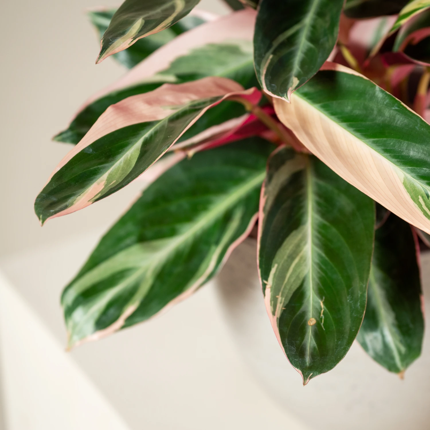 Stromanthe Sanguinea ‘Triostar’ 2 Stromanthe Sanguinea ‘Triostar’ - Image 2