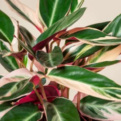 Stromanthe Sanguinea ‘Triostar’ 7 Stromanthe Sanguinea ‘Triostar’ -Plant Discount Store CEI 4