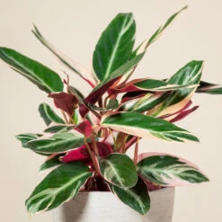 Stromanthe Sanguinea ‘Triostar’