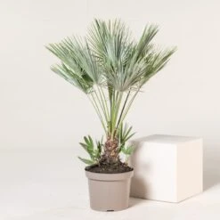 Chamaerops Humilis ‘Etna Star’ -Plant Discount Store CET 12 2 scaled 1