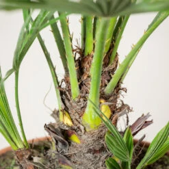 Chamaerops Humilis ‘Etna Star’ -Plant Discount Store CET