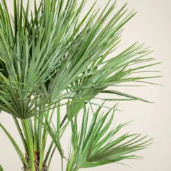 Chamaerops Humilis ‘Etna Star’ -Plant Discount Store CET 3