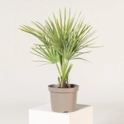 Chamaerops Humilis ‘Etna Star’ -Plant Discount Store CET 3 1 scaled 1