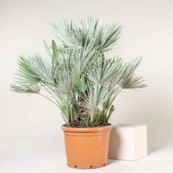 Chamaerops Humilis ‘Etna Star’ -Plant Discount Store CET 70 5 scaled 1