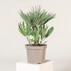 Chamaerops Humilis ‘Etna Star’ -Plant Discount Store CET 7 1 scaled 1