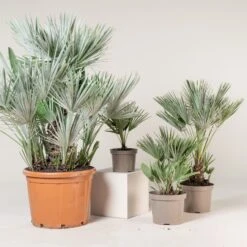 Chamaerops Humilis ‘Etna Star’ -Plant Discount Store CET 4 scaled 1