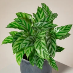 Calathea Concinna ‘Freddie’ 5 Calathea Concinna ‘Freddie’ -Plant Discount Store CFD S 3
