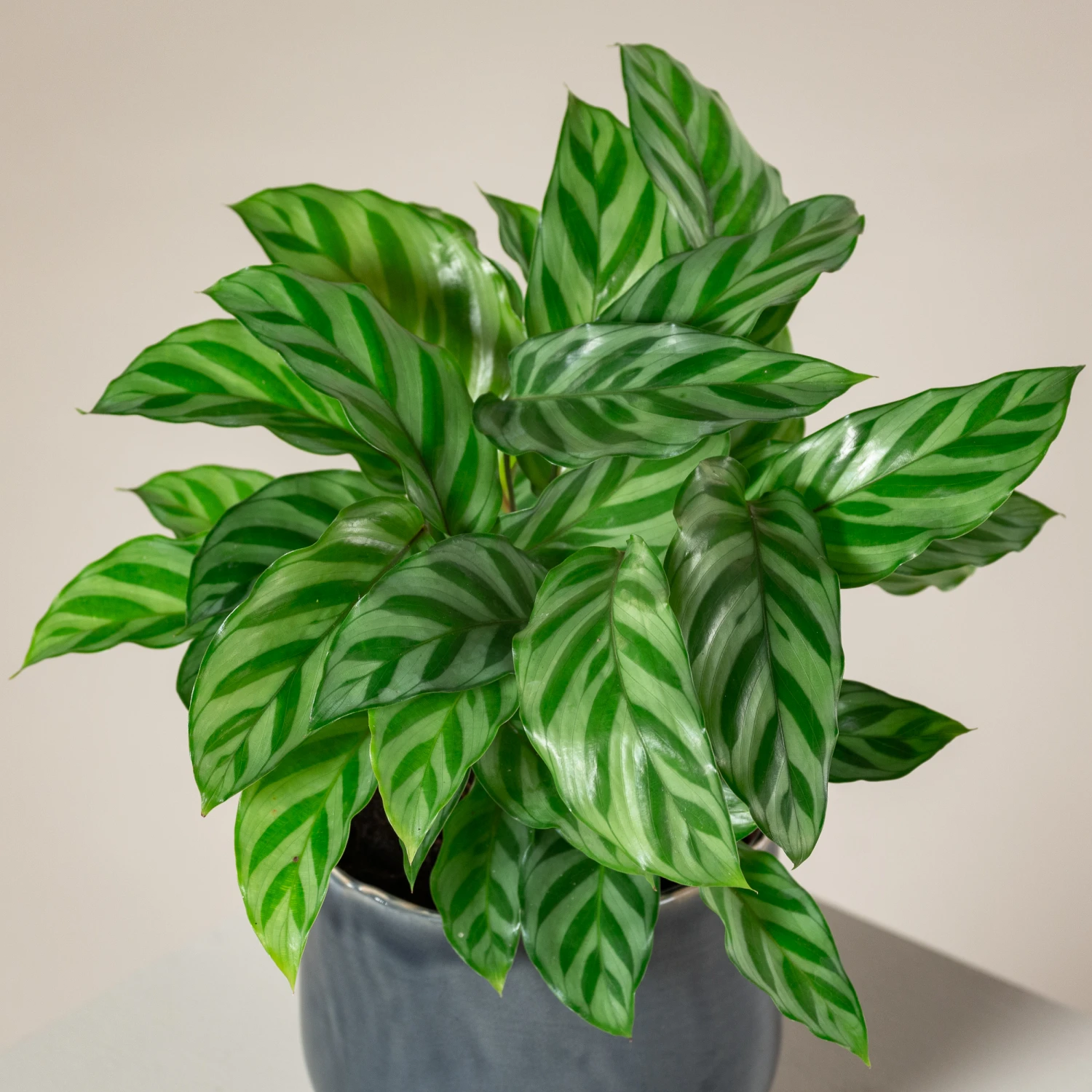 Calathea Concinna ‘Freddie’ 3 Calathea Concinna ‘Freddie’ - Image 3