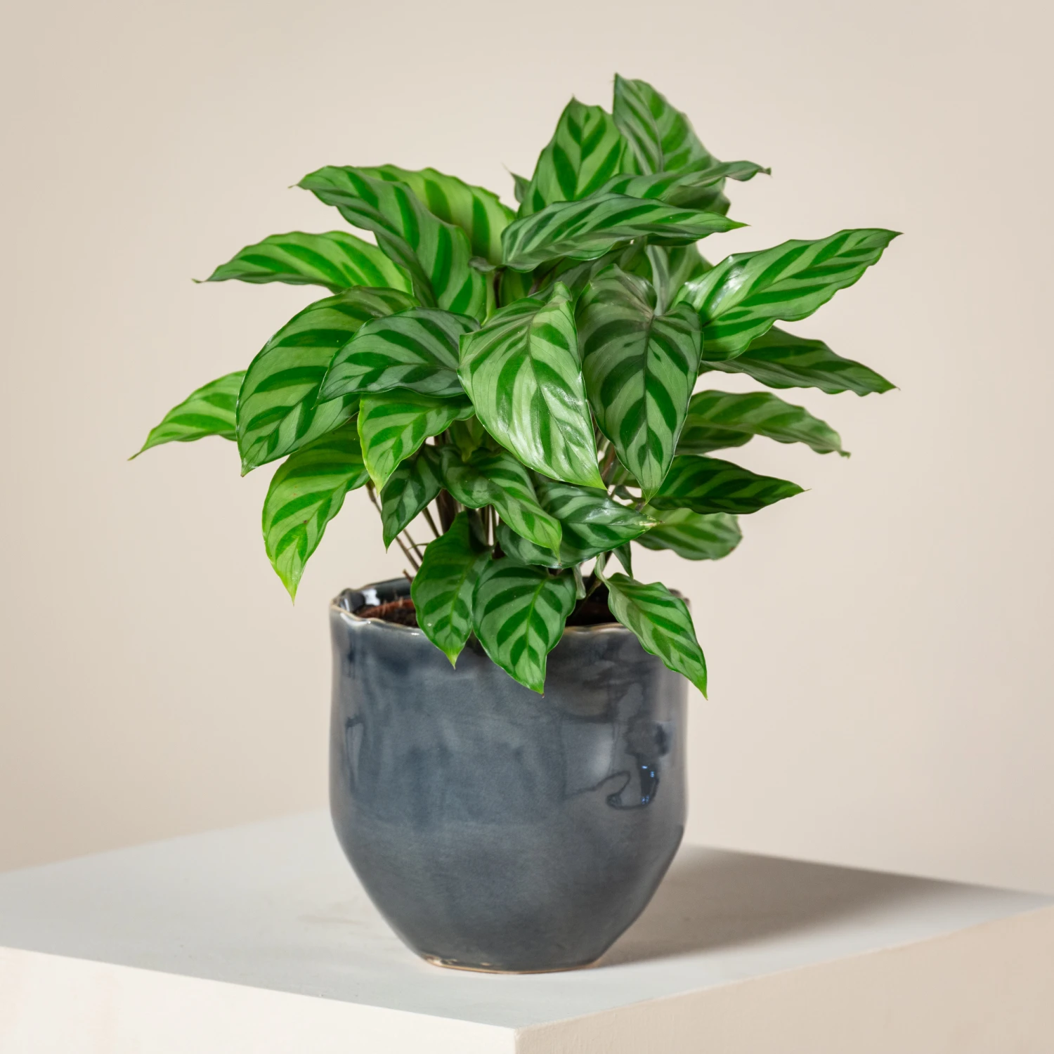 Calathea Concinna ‘Freddie’ 1 Calathea Concinna ‘Freddie’